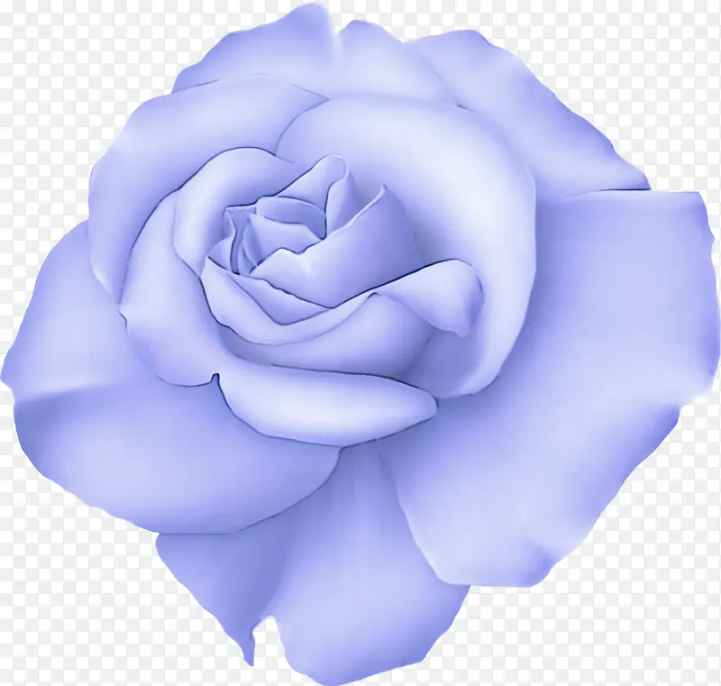 花朵 蓝色 蓝色玫瑰