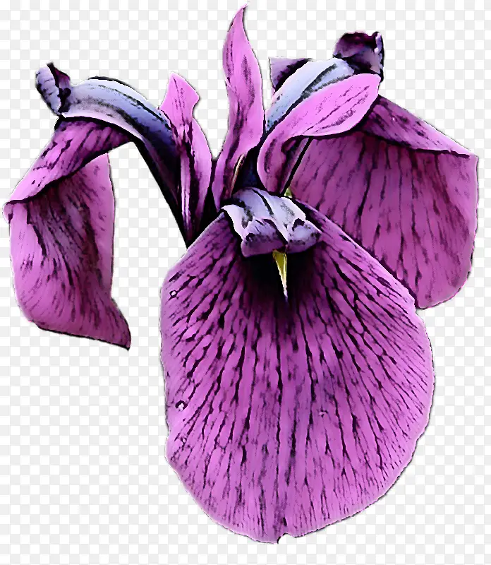 花 紫色 紫罗兰