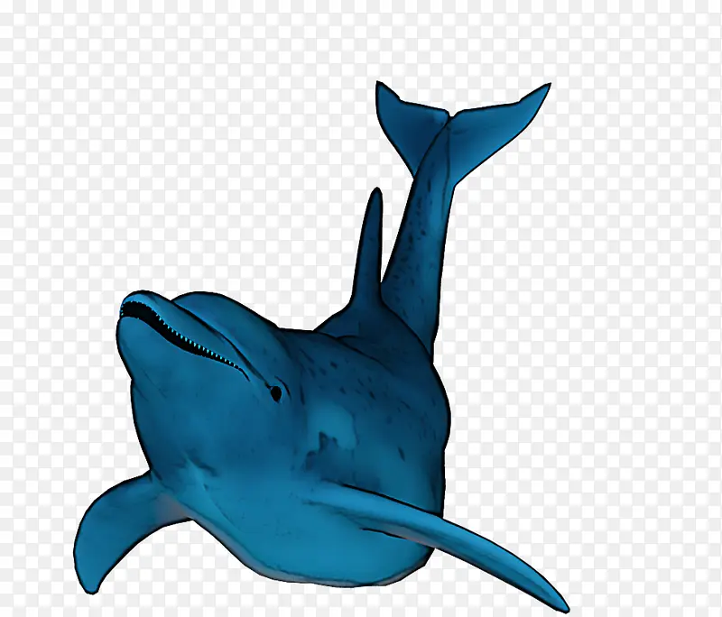 宽吻海豚 鲨鱼 海豚