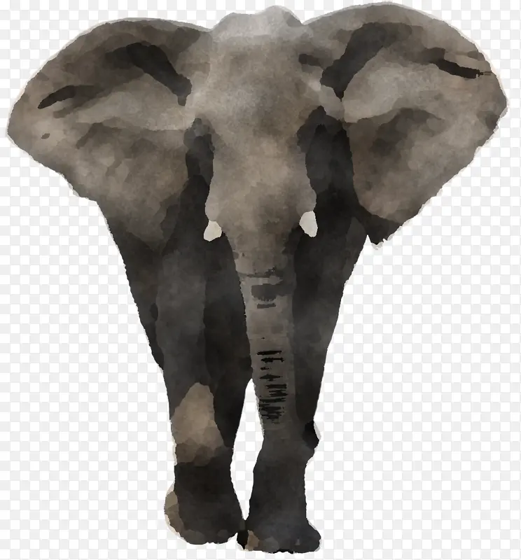 大象 印度大象 非洲大象