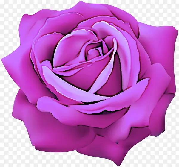 花园玫瑰 粉色 紫色