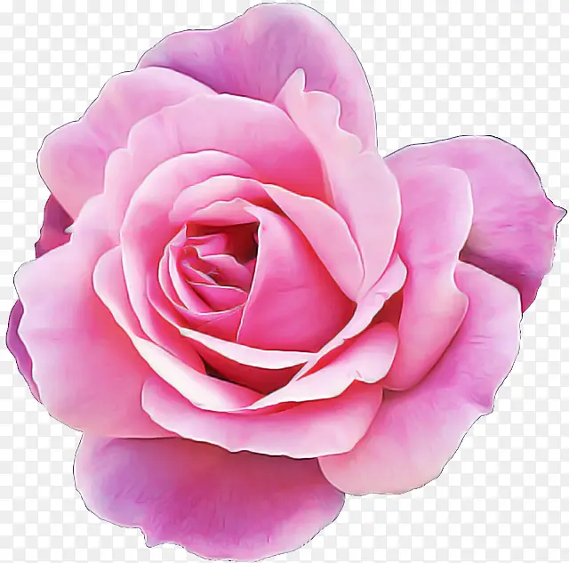 花园玫瑰 花瓣 粉色