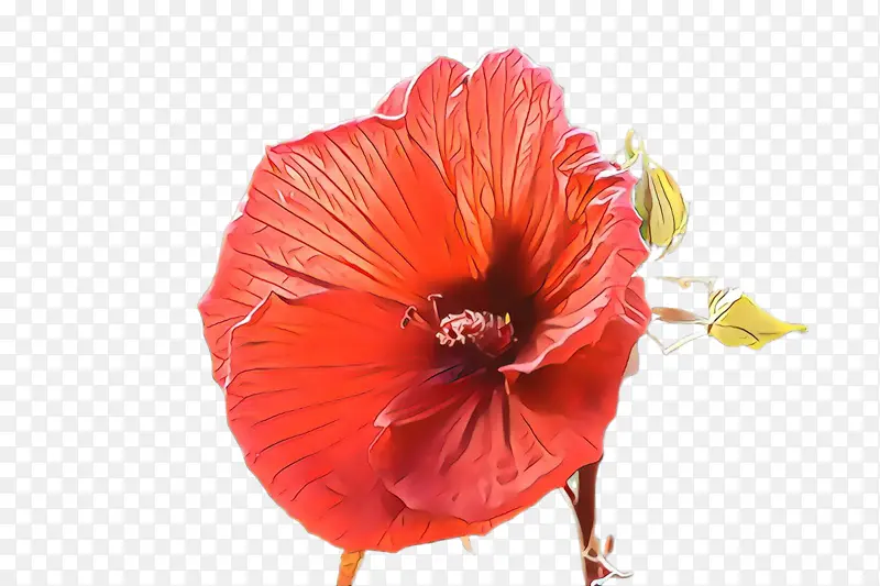 花 红色 夏威夷木槿