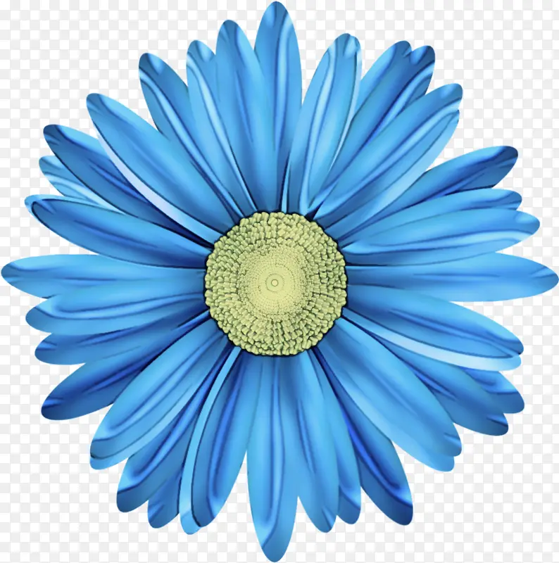 蓝色 非洲菊 花朵