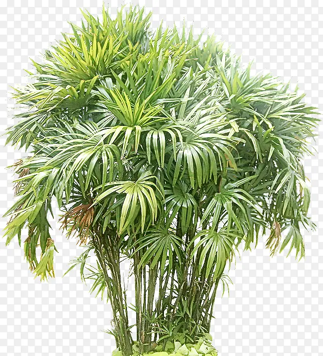 采购产品树 植物 沙巴棕榈