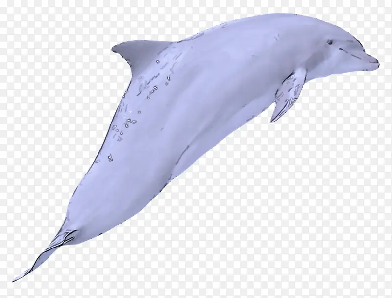宽吻海豚 海豚 鲸目动物