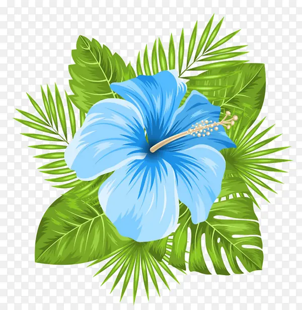 蓝色 夏威夷木槿 花