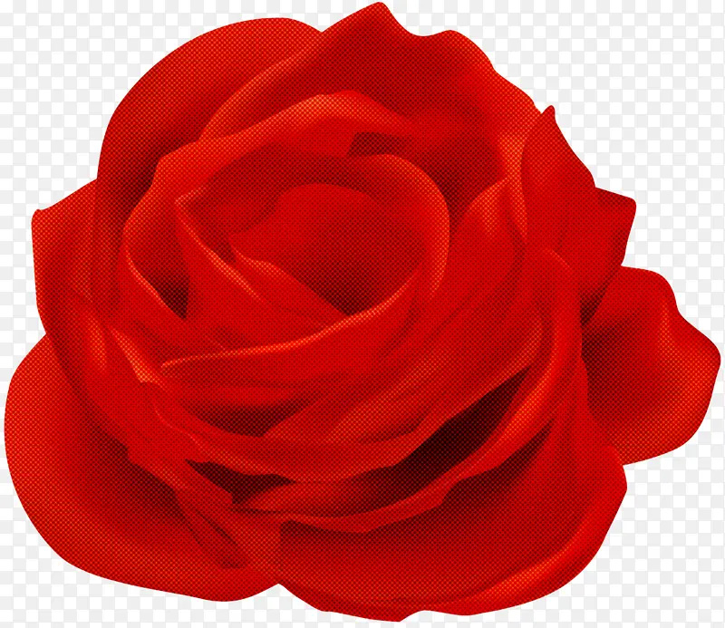 红色 花园玫瑰 玫瑰