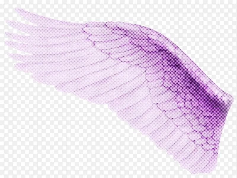 紫色 粉色 翅膀