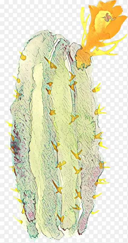 黄色 植物 仙人掌