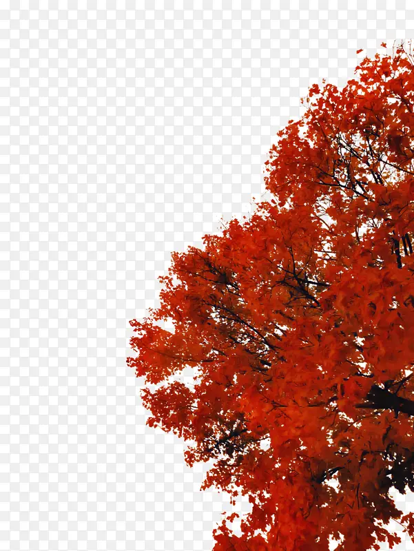 树 红色 叶子