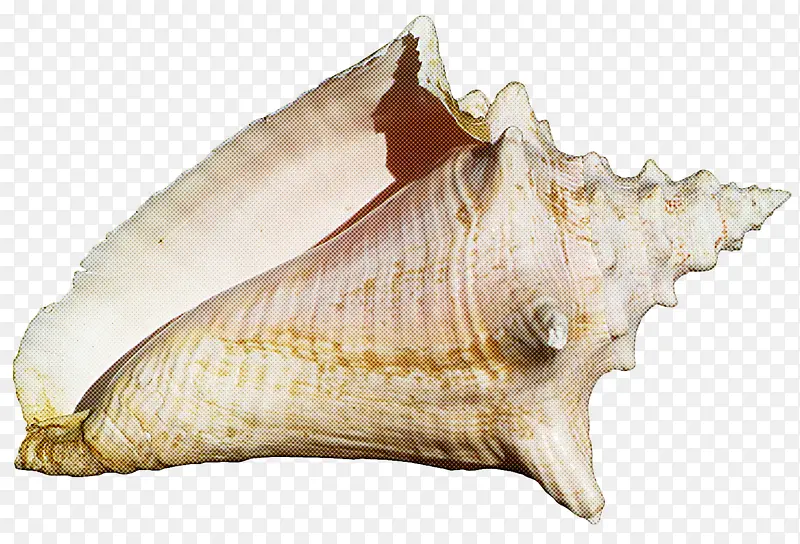 海螺 香螺 贝壳