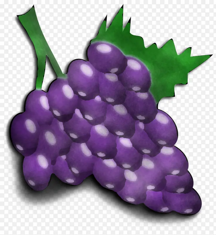 葡萄 葡萄科 紫色