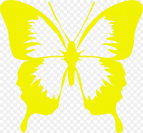 黄色 蝴蝶 对称