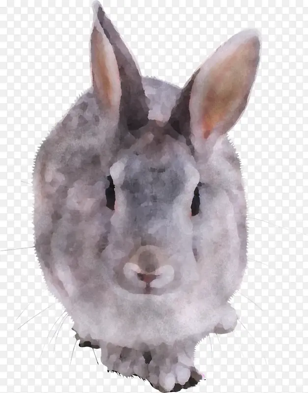 兔子 兔子和兔子 鼻子