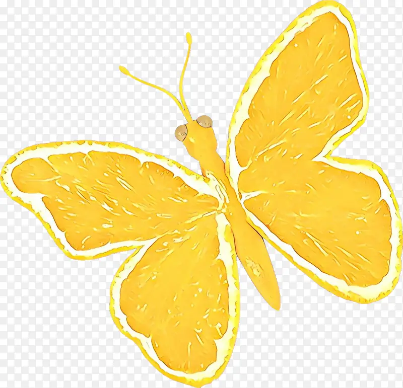 黄色 蝴蝶 飞蛾和蝴蝶
