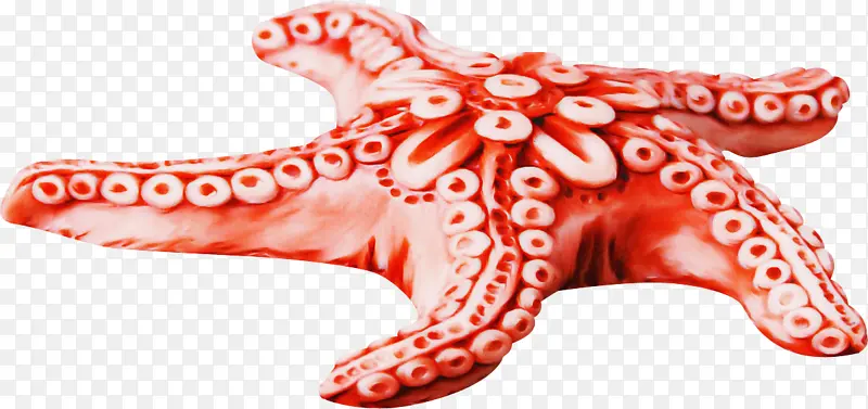 红色 粉色 巨大的太平洋章鱼