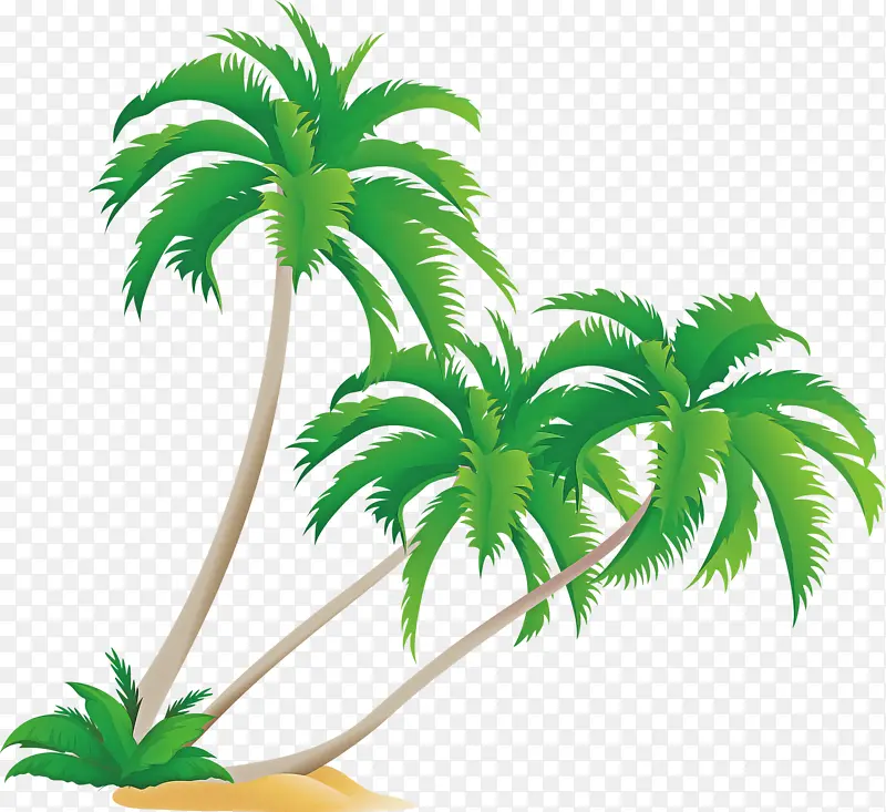 棕榈树 植物 树