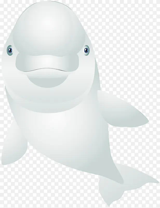 海豚 鲸目动物 白鲸