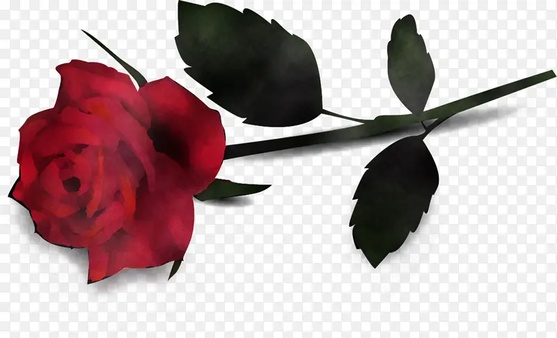 花 红色 玫瑰