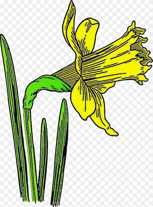 花 植物 黄色