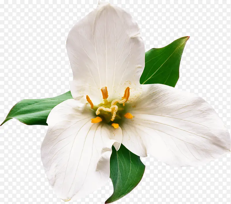 花 白色 花瓣