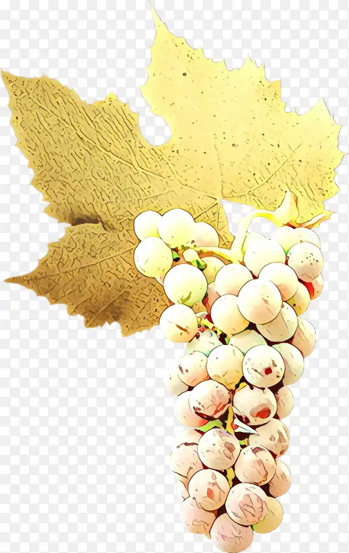 葡萄 葡萄科 植物