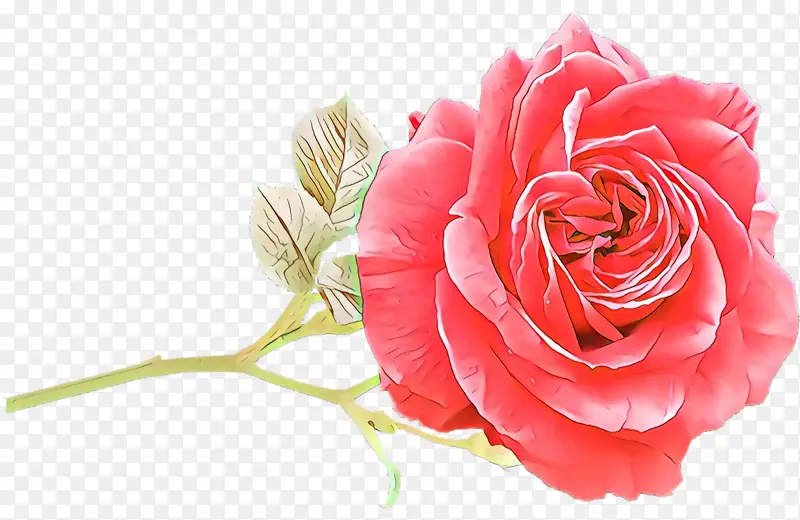 花卉 花园玫瑰 粉色