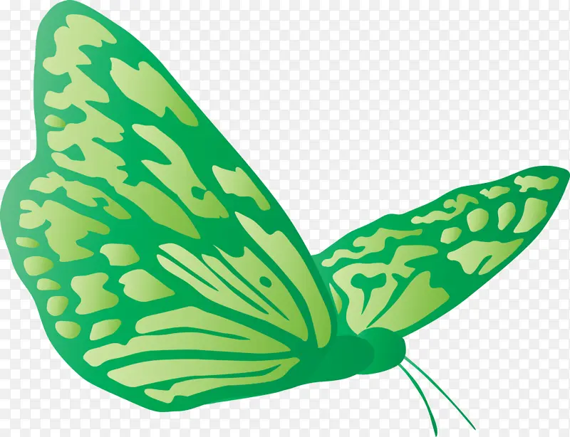 蝴蝶 绿色 翅膀