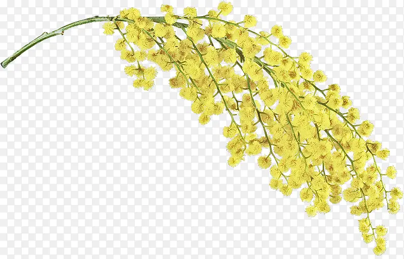 黄色 植物