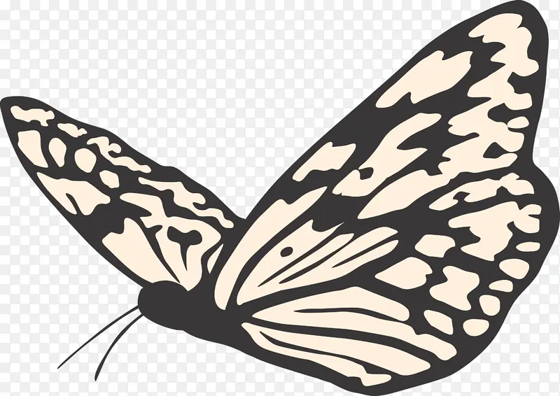 蝴蝶 飞蛾和蝴蝶 辛西娅亚属