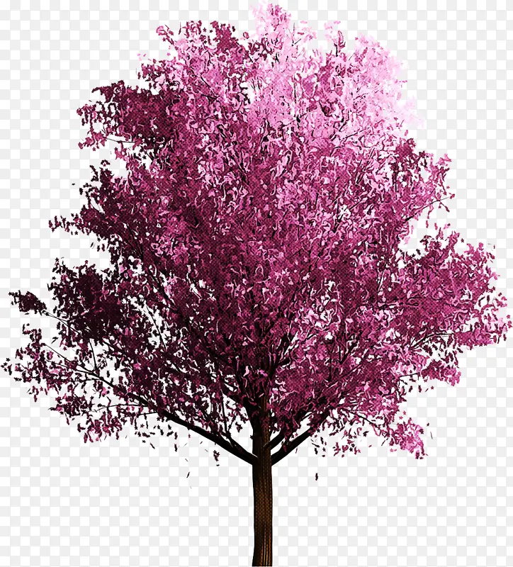 树 粉红色 植物