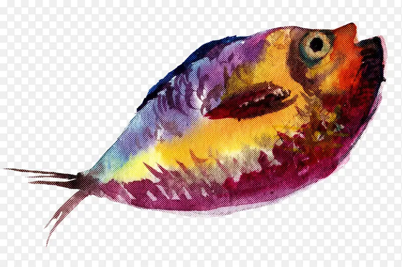 鱼 鹦鹉鱼