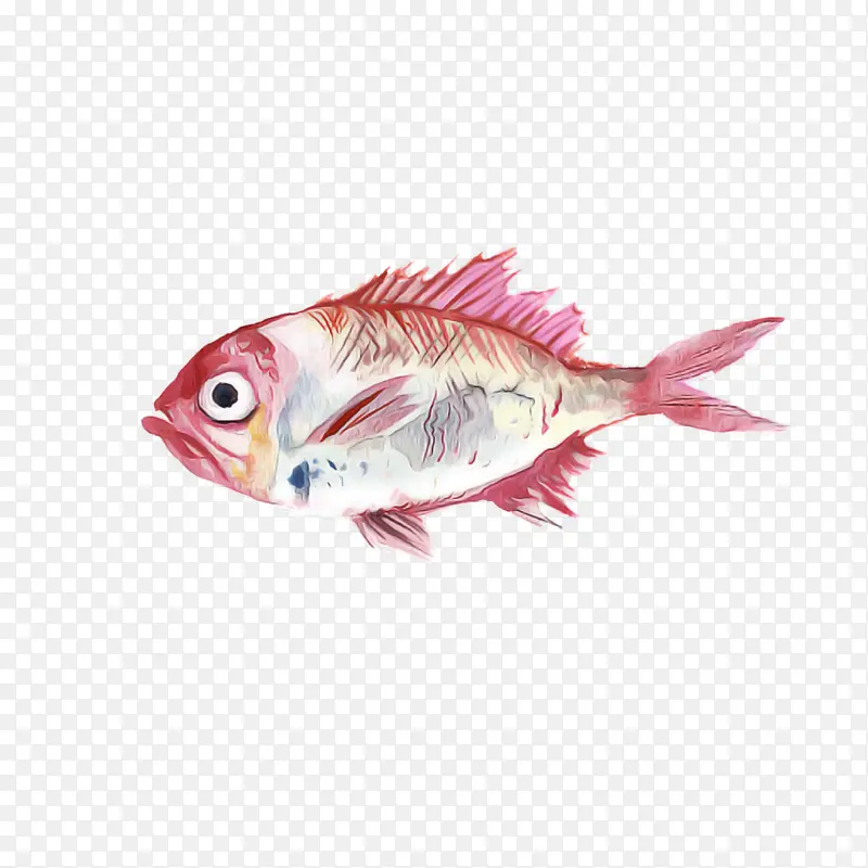 采购产品鱼 粉红色 饲养鱼