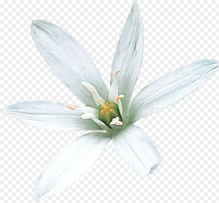 白色 花瓣 花