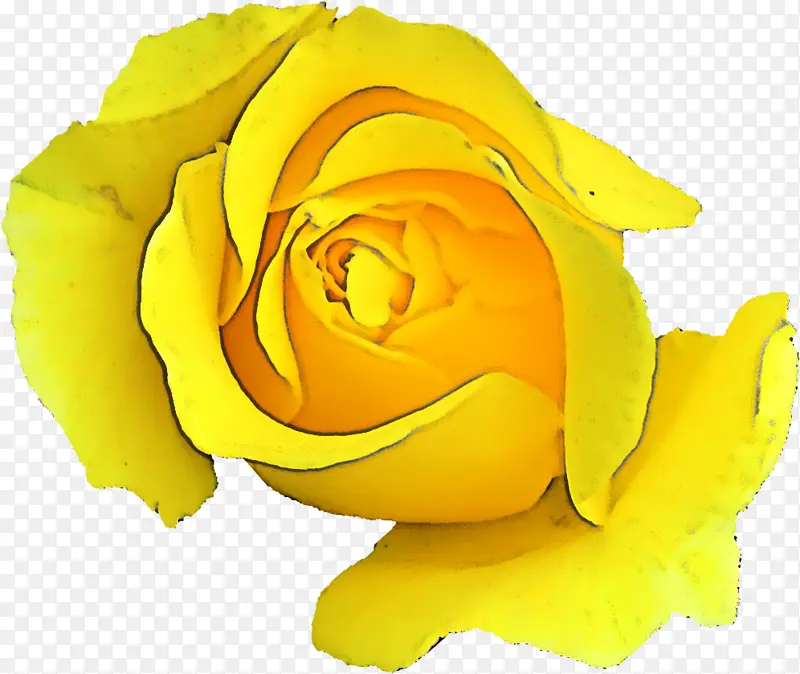 黄色 玫瑰 花园玫瑰