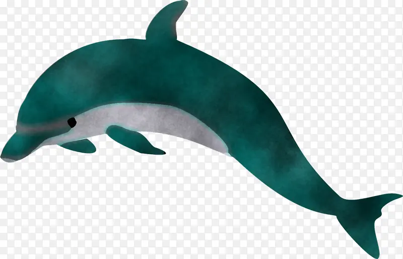 海豚 宽吻海豚 鲸目动物