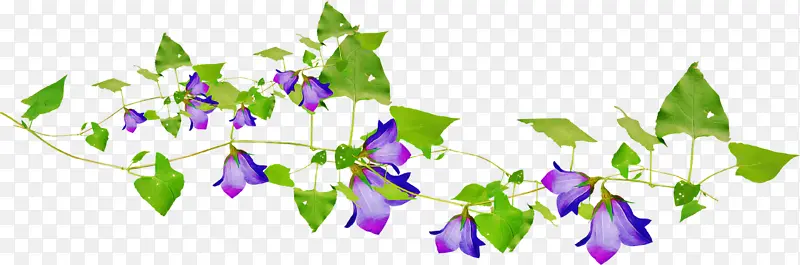 花边 花背景 紫色