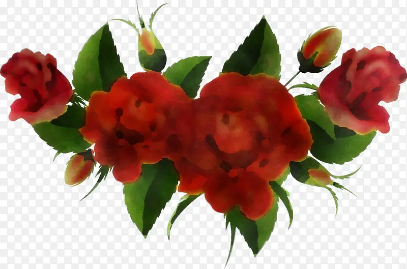 花卉 植物 红色