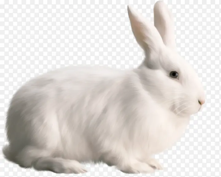 兔子 兔子和兔子 白色