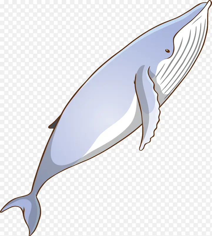 水彩鲸 宽吻海豚 鳍