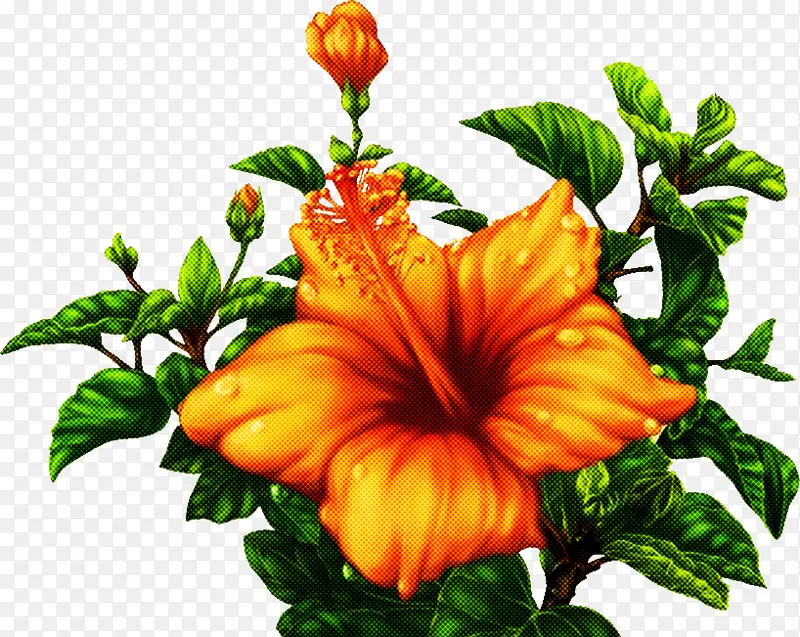 花 夏威夷木槿 植物