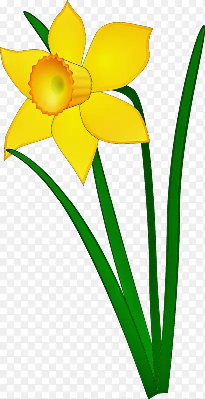 黄色 花 花瓣
