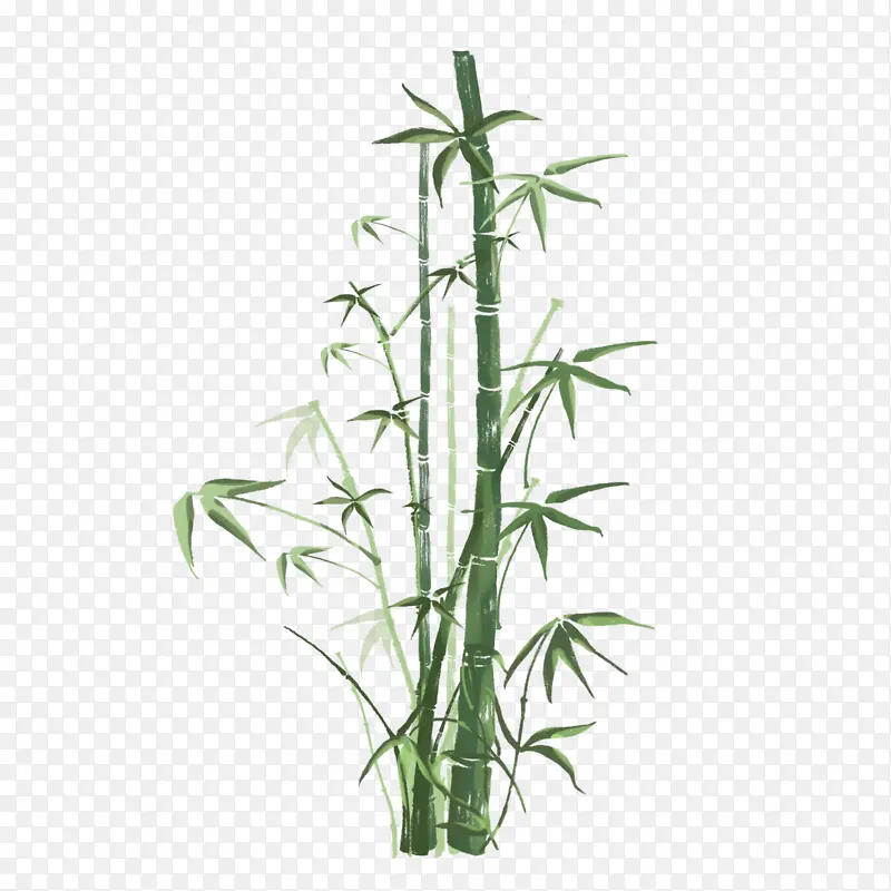竹子 花 植物