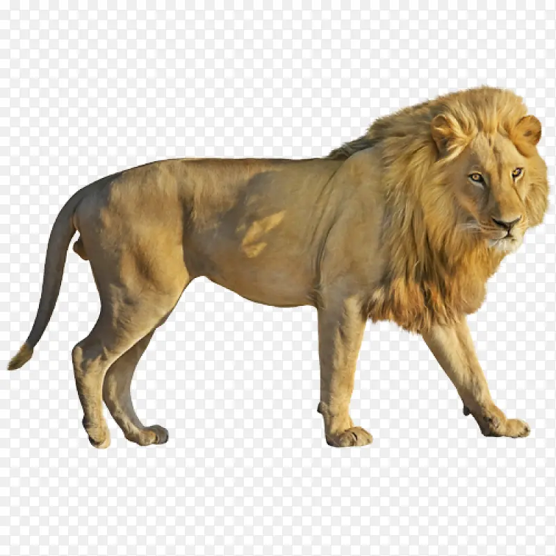 狮子 野生动物 动物形象