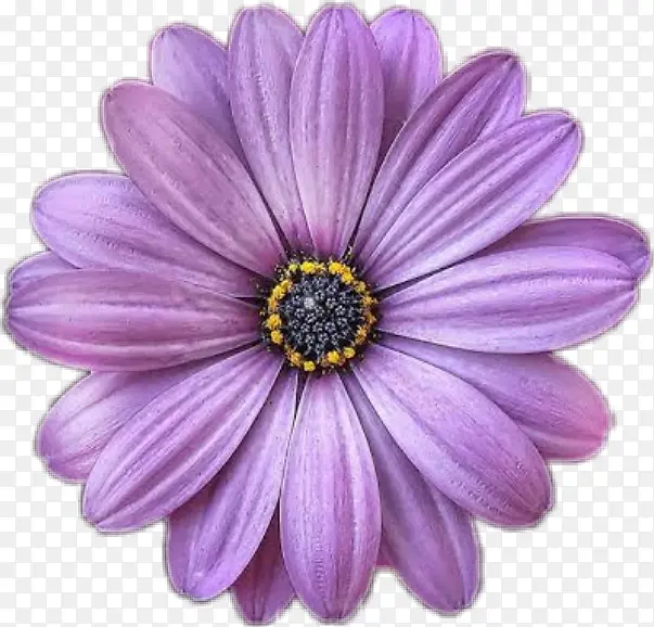 非洲雏菊 花瓣 紫色