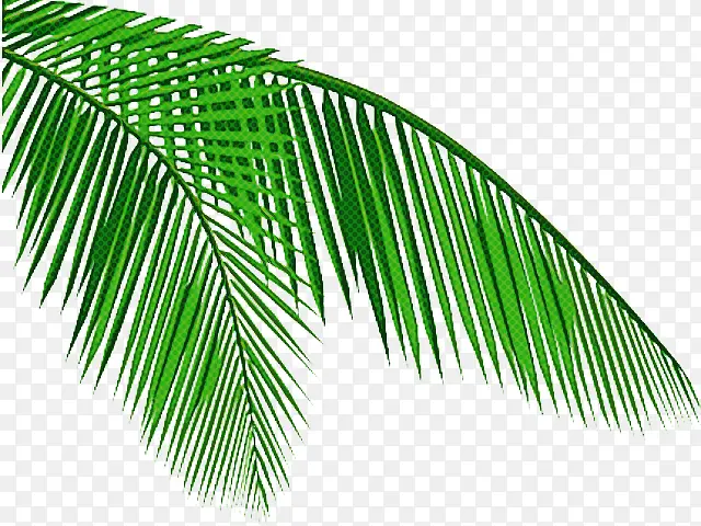 棕榈树 椰子 博客