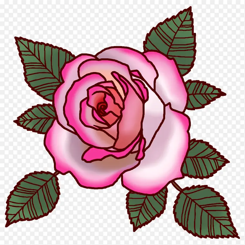 花园玫瑰 卷心菜玫瑰 切花