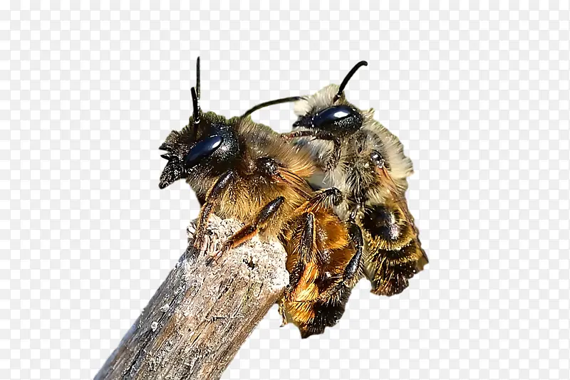 蜜蜂 蜂蜜