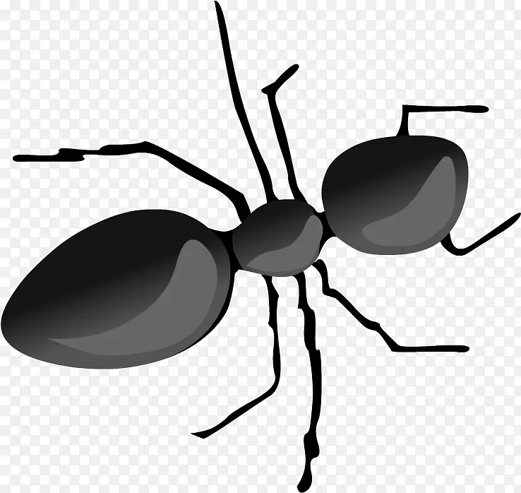 蚂蚁 蜘蛛 昆虫